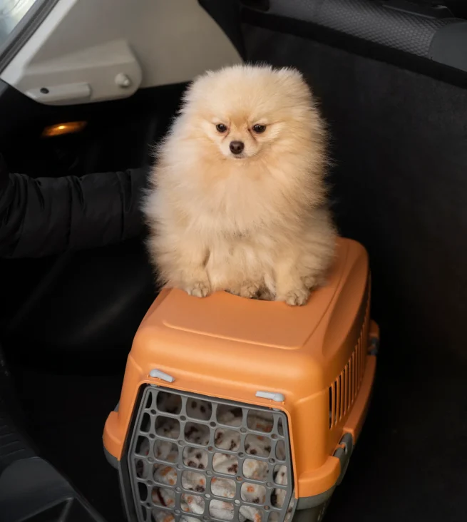 cute-dog-with-carrier-car (1)