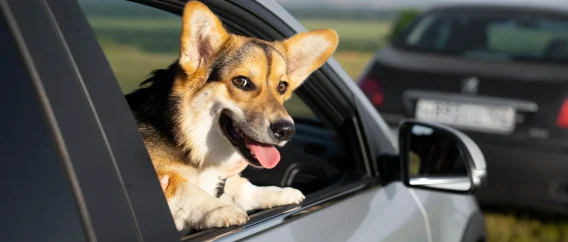 cute-smiley-dog-with-head-out-window